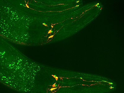 Cellular and Genetic Engineering Core Experiment image